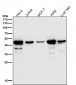 Anti-cleaved Caspase-9 CASP9 Rabbit Monoclonal Antibody